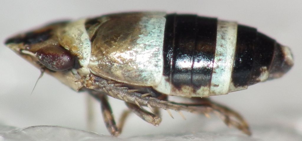 Cicadellidae: Chiasmus translucidus? S !